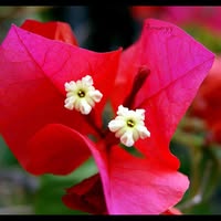 Jardín Bugambilias